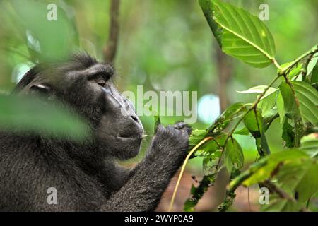 Ein Schwarzhaubenmakaken (Macaca nigra) isst die Blätter einer nicht identifizierten Baumart im Tangkoko-Wald in Nord-Sulawesi, Indonesien. „Der Klimawandel ist einer der wichtigsten Faktoren, die die biologische Vielfalt weltweit in alarmierender Geschwindigkeit beeinflussen“, so ein Team von Wissenschaftlern unter der Leitung von Antonio acini Vasquez-Aguilar in ihrem Forschungspapier, das erstmals im März 2024 über environ Monit Assete veröffentlicht wurde. Es könnte die geografische Verteilung von Arten, einschließlich Arten, die stark von der Waldbedeckung abhängen, verschieben. Mit anderen Worten, der Klimawandel kann die Habitattauglichkeit von Primatenarten verringern, ... Stockfoto