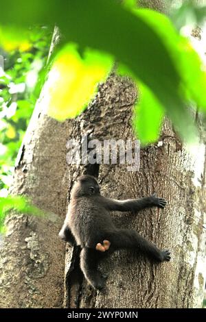 Ein Makaken (Macaca nigra) versucht, Nahrung aus einem Riss an einem Baumstamm zu finden, während er während der Nahrungssuche im Tangkoko-Wald in Nord-Sulawesi, Indonesien, klettert. „Der Klimawandel ist einer der wichtigsten Faktoren, die die biologische Vielfalt weltweit in alarmierender Geschwindigkeit beeinflussen“, so ein Team von Wissenschaftlern unter der Leitung von Antonio acini Vasquez-Aguilar in ihrem Forschungspapier, das erstmals im März 2024 über environ Monit Assete veröffentlicht wurde. Es könnte die geografische Verteilung von Arten, einschließlich Arten, die stark von der Waldbedeckung abhängen, verschieben. Mit anderen Worten, der Klimawandel könnte den Lebensraum... Stockfoto