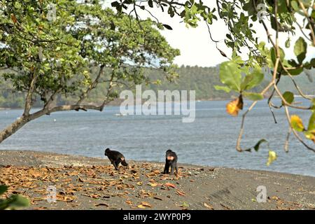 Haubenmakaken (Macaca nigra) fressen an einem Strand in Batuputih, einer Grenze des Tangkoko-Waldes in Nord-Sulawesi, Indonesien. „Der Klimawandel ist einer der wichtigsten Faktoren, die die biologische Vielfalt weltweit in alarmierender Geschwindigkeit beeinflussen“, so ein Team von Wissenschaftlern unter der Leitung von Antonio acini Vasquez-Aguilar in ihrem Forschungspapier, das erstmals im März 2024 über environ Monit Assete veröffentlicht wurde. Es könnte die geografische Verteilung von Arten, einschließlich Arten, die stark von der Waldbedeckung abhängen, verschieben. Mit anderen Worten, der Klimawandel könnte die Habitattauglichkeit von Primatenarten verringern, was... Stockfoto