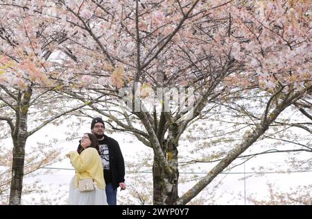 Richmond, Kanada. April 2024. Die Menschen genießen ihre Zeit unter Kirschblüten beim Richmond Cherry Blossom Festival im Garry Point Park in Richmond, British Columbia, Kanada, 7. April 2024. Die jährliche Veranstaltung bot Musik, Live-Aufführungen, interaktive Aktivitäten und verschiedene Ausstellungen, um die Ankunft des Frühlings und die Blüte der Kirschblüten zu feiern. Quelle: Liang Sen/Xinhua/Alamy Live News Stockfoto