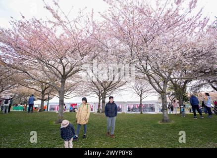 Richmond, Kanada. April 2024. Die Menschen genießen ihre Zeit unter Kirschblüten beim Richmond Cherry Blossom Festival im Garry Point Park in Richmond, British Columbia, Kanada, 7. April 2024. Die jährliche Veranstaltung bot Musik, Live-Aufführungen, interaktive Aktivitäten und verschiedene Ausstellungen, um die Ankunft des Frühlings und die Blüte der Kirschblüten zu feiern. Quelle: Liang Sen/Xinhua/Alamy Live News Stockfoto