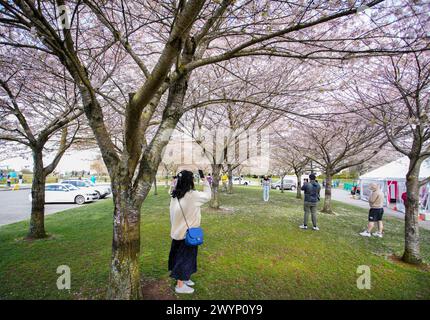 Richmond, Kanada. April 2024. Die Menschen genießen ihre Zeit unter Kirschblüten beim Richmond Cherry Blossom Festival im Garry Point Park in Richmond, British Columbia, Kanada, 7. April 2024. Die jährliche Veranstaltung bot Musik, Live-Aufführungen, interaktive Aktivitäten und verschiedene Ausstellungen, um die Ankunft des Frühlings und die Blüte der Kirschblüten zu feiern. Quelle: Liang Sen/Xinhua/Alamy Live News Stockfoto