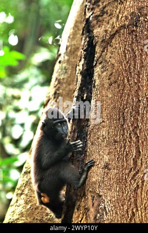 Ein Makaken (Macaca nigra) versucht, Nahrung aus einem Riss an einem Baumstamm zu finden, während er während der Nahrungssuche im Tangkoko-Wald in Nord-Sulawesi, Indonesien, klettert. „Der Klimawandel ist einer der wichtigsten Faktoren, die die biologische Vielfalt weltweit in alarmierender Geschwindigkeit beeinflussen“, so ein Team von Wissenschaftlern unter der Leitung von Antonio acini Vasquez-Aguilar in ihrem Forschungspapier, das erstmals im März 2024 über environ Monit Assete veröffentlicht wurde. Es könnte die geografische Verteilung von Arten, einschließlich Arten, die stark von der Waldbedeckung abhängen, verschieben. Mit anderen Worten, der Klimawandel könnte den Lebensraum... Stockfoto