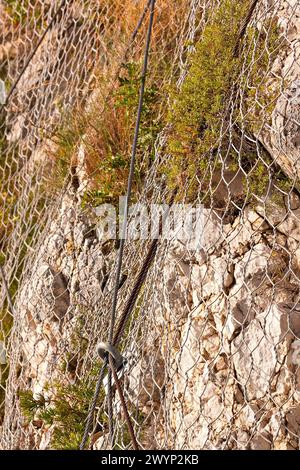 Kalksteinklippe, die von einem schweren Drahtnetz gehalten wird, Capri, Kampanien, Italien, Europa Stockfoto