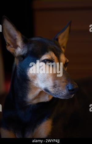 Streunender Mischling gerettet thai Hund trauriges Gesicht dunkel Stockfoto