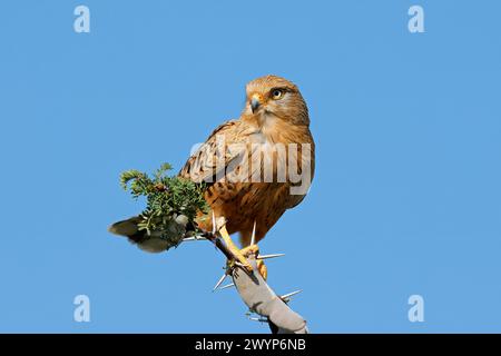 Ein Großfalke (Falco rupicoloides), hoch oben auf einem Zweig am blauen Himmel, Südafrika Stockfoto