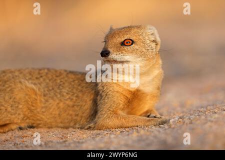 Porträt einer gelben Mungo (Cynictus Penicillata), Kalahari-Wüste, Südafrika Stockfoto