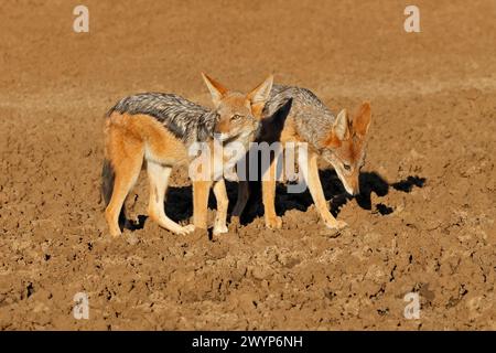 Ein Paar schwarze Schakale (Canis mesomelas), Mokala Nationalpark, Südafrika Stockfoto