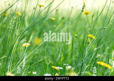 Natürliche Wiese voller Wildblumen und Gräser an einem sonnigen Sommertag. Stockfoto
