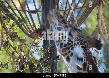 Nahaufnahme der Giraffe, die essen will. Feine Details des oberen Halses, des Gesichts, des Auges, der Ohren, zusammen mit seiner Schönheit zufällige gepunktete Haut. Stockfoto