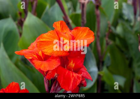 Indische Shot Flowers. Canna indica, auch bekannt als Indian Shot Stockfoto