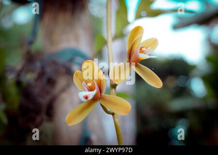 Cymbidium aloifolium, das Aloe-blättrige cymbidium, ist eine Orchideenart in Asien. Die Cymbidium-Orchidee, bekannt als die Bootsorchidee, sind elegant Stockfoto