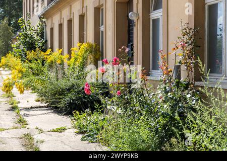 alte Blumenrabatte am ehemaligen Marstall von Schloss Altdöbern, Brandenburg, Deutschland *** Alte Blumengrenze am ehemaligen Stall von Altdöbern CAS Stockfoto