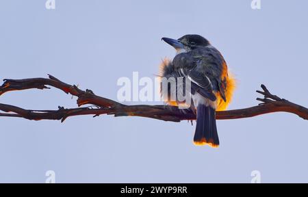 Ein grauer Butchervogel (Cracticus torquatus ssp. Cinereus) auf einem Ast mit blauem Himmel und orangefarbenem Licht in Hobart, Tasmanien Stockfoto