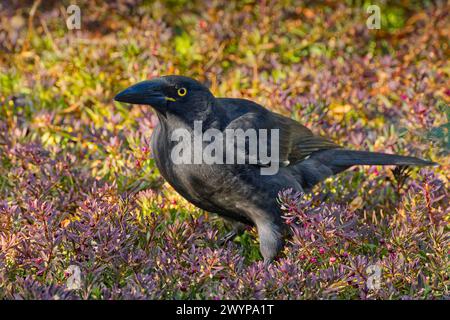 Nahaufnahme des tasmanischen endemischen Vogels Schwarzer Currawong (Strepera fuliginosa), der zwischen einer violetten und grünen Pflanze in Hobart, Tasmanien, lebt Stockfoto