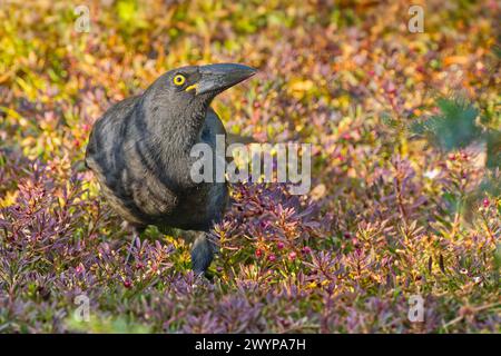 Nahaufnahme des tasmanischen endemischen Vogels Schwarzer Currawong (Strepera fuliginosa), der zwischen einer violetten und grünen Pflanze in Hobart, Tasmanien, lebt Stockfoto