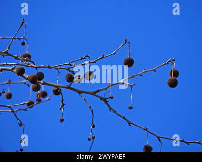 platanus acerifolia-Früchte Stockfoto