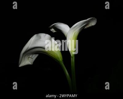 Arum Lily (Zantedeschia aethiopica) Nahaufnahme Stockfoto