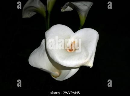 Arum Lily (Zantedeschia aethiopica) Nahaufnahme Stockfoto