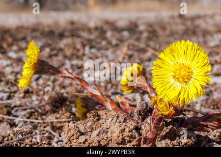 Tussilago-Blüte ein frühes Zeichen des Frühlings Stockfoto