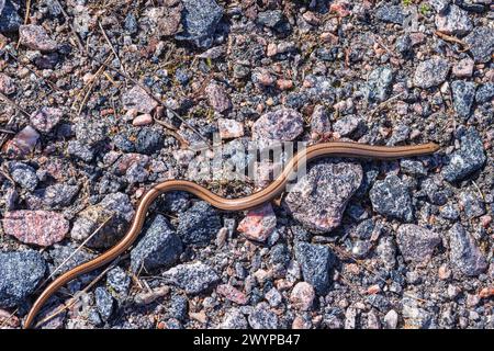 Kupferfarbener langsamer Wurm, der im Kies kriecht Stockfoto