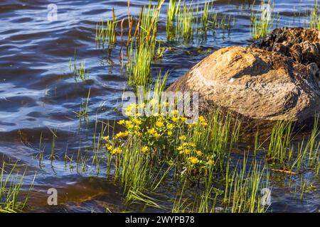 Marsh Ringelblume blüht im Wasser Stockfoto