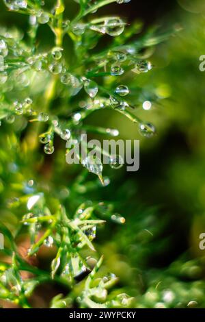 Die frühe Sonne beleuchtet die Tautropfen auf dem grünen Dill. Hintergrund. Verschwommen Stockfoto