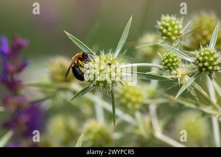 Biene auf eryngiumblüten. Biene bestäubt eine Blume im Garten. Stockfoto