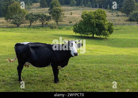 Kühe grasen auf dem grünen Gras der Berghänge. Stockfoto