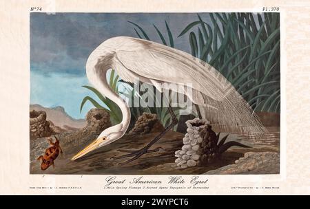 Great American White Egret, erwachsener Mann im Federkleid, illustriert von J. J. Audubon aus Birds of America, Philadelphia, 1840. Habitatszene in Feuchtgebieten Stockfoto