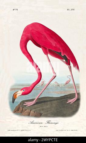 Alte gravierte Illustration des amerikanischen Flamingos (Phoenicopterus roseus). Von J.J. Audubon: Birds of America, Philadelphia, 1840 Stockfoto