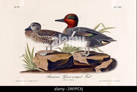 Alte Gravur-Illustration von amerikanischem Grünflügelgrün (Anas carolinensis). Von J.J. Audubon: Birds of America, Philadelphia, 1840 Stockfoto