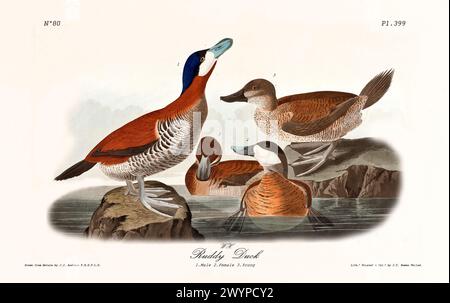 Alte gravierte Illustration der Ruddy-Ente (Oxyura jamaicensis). Von J.J. Audubon: Birds of America, Philadelphia, 1840 Stockfoto