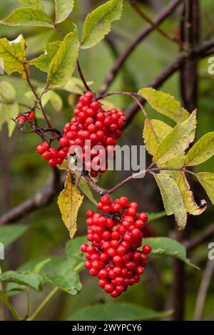 Charakteristischer und auffälliger kleiner Bergbaum mit roten Beeren. Sorbus aucuparia, gemeinhin Rowan und Bergreasche genannt. Stockfoto