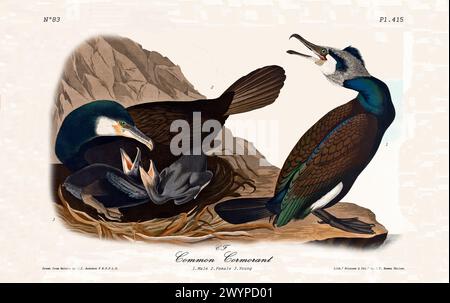 Alte gravierte Illustration des Gemeinen Kormorans (Phalacrocorax carbo). Von J.J. Audubon: Birds of America, Philadelphia, 1840 Stockfoto