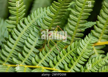 Steropleurus pseudolus Saddle Buschkricket großer Heuschrecken ohne Flügel grün. Endemisch. Tageslicht Stockfoto