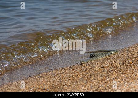 Wasserschlange Natrix tessellata am Strand. Stockfoto