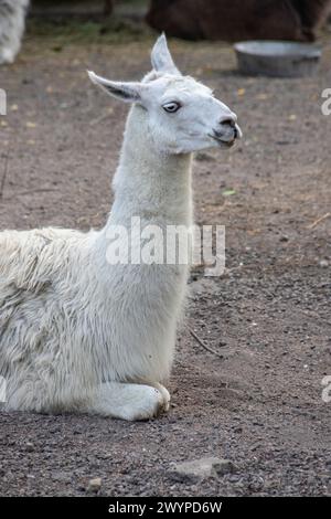 Weißer Alpaka mit offenem Mund. Nahaufnahme eines Lama in seiner Koppel auf einer Farm. Stockfoto