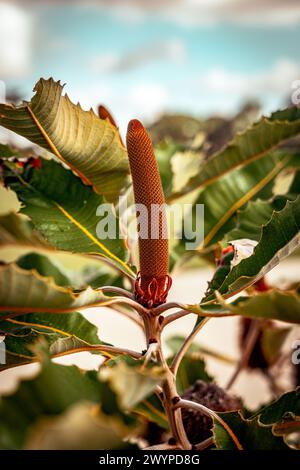 Banksia grandis (Bull banksia) heimische australische Wildblume Stockfoto