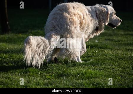 Golden Retriever im Park auf einer grünen Wiese. Stockfoto