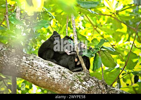 Eine Gruppe von Haubenmakaken (Macaca nigra) auf einem Zweig eines Baumes im Tangkoko-Wald, Nord-Sulawesi, Indonesien. „Der Klimawandel ist einer der wichtigsten Faktoren, die die biologische Vielfalt weltweit in alarmierender Geschwindigkeit beeinflussen“, so ein Team von Wissenschaftlern unter der Leitung von Antonio acini Vasquez-Aguilar in ihrem Forschungspapier, das erstmals im März 2024 über environ Monit Assete veröffentlicht wurde. Es könnte die geografische Verteilung von Arten, einschließlich Arten, die stark von der Waldbedeckung abhängen, verschieben. Mit anderen Worten, der Klimawandel könnte die Habitattauglichkeit von Primatenarten verringern, was sie zwingen könnte... Stockfoto