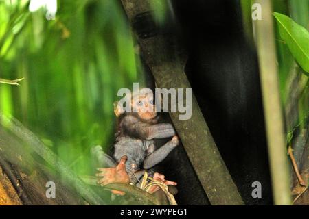 Ein Säugling von Haubenmakaken (Macaca nigra) wird fotografiert, während es während der Entwöhnzeit in der Pflege eines erwachsenen weiblichen Individuums im Tangkoko-Wald in Nord-Sulawesi, Indonesien spielt. „Der Klimawandel ist einer der wichtigsten Faktoren, die die biologische Vielfalt weltweit in alarmierender Geschwindigkeit beeinflussen“, so ein Team von Wissenschaftlern unter der Leitung von Antonio acini Vasquez-Aguilar in ihrem Forschungspapier, das erstmals im März 2024 über environ Monit Assete veröffentlicht wurde. Es könnte die geografische Verteilung von Arten, einschließlich Arten, die stark von der Waldbedeckung abhängen, verschieben. Mit anderen Worten, der Klimawandel könnte... Stockfoto