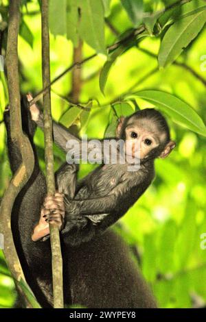 Ein Säugling von Haubenmakaken (Macaca nigra) wird fotografiert, während es während der Entwöhnzeit in der Pflege eines erwachsenen weiblichen Individuums im Tangkoko-Wald in Nord-Sulawesi, Indonesien spielt. „Der Klimawandel ist einer der wichtigsten Faktoren, die die biologische Vielfalt weltweit in alarmierender Geschwindigkeit beeinflussen“, so ein Team von Wissenschaftlern unter der Leitung von Antonio acini Vasquez-Aguilar in ihrem Forschungspapier, das erstmals im März 2024 über environ Monit Assete veröffentlicht wurde. Es könnte die geografische Verteilung von Arten, einschließlich Arten, die stark von der Waldbedeckung abhängen, verschieben. Mit anderen Worten, der Klimawandel könnte... Stockfoto