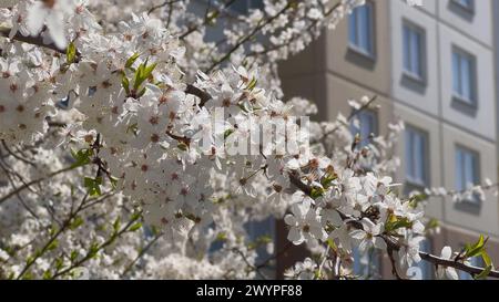 Weiße Blumen auf einem Baum an einem Frühlingstag in der Stadt. Stockfoto