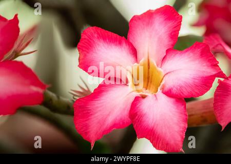 Schöne adenium-fettleibige Blume mit verschwommenem Hintergrund. Wüstenrose. Adenium oder Wüstenrose rosa Blume. Blumenhintergrund. Nahaufnahme des tropischen Flusses Stockfoto