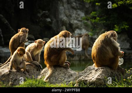 Eine Gruppe von Affen sitzt am Teich, der Rhesusmakaken. Sie ist in Süd-, Zentral- und Südostasien beheimatet Stockfoto