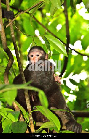 Ein Säugling von Haubenmakaken (Macaca nigra) wird fotografiert, während es während der Entwöhnzeit in der Pflege eines erwachsenen weiblichen Individuums im Tangkoko-Wald in Nord-Sulawesi, Indonesien spielt. „Der Klimawandel ist einer der wichtigsten Faktoren, die die biologische Vielfalt weltweit in alarmierender Geschwindigkeit beeinflussen“, so ein Team von Wissenschaftlern unter der Leitung von Antonio acini Vasquez-Aguilar in ihrem Forschungspapier, das erstmals im März 2024 über environ Monit Assete veröffentlicht wurde. Es könnte die geografische Verteilung von Arten, einschließlich Arten, die stark von der Waldbedeckung abhängen, verschieben. Mit anderen Worten, der Klimawandel könnte... Stockfoto