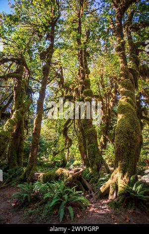 Moosbedeckte Bäume im Hoh Rainforest im Olympic National Park, Washington State, USA Stockfoto