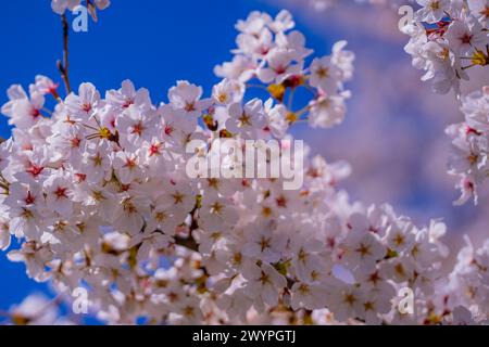 Birnenblüte. Kirschbaumblüte. Weiße und rosafarbene Pflaumenblüten im frühen Frühjahr, Naturblumen Hintergrund. Federzweig weiß bedeckt Stockfoto