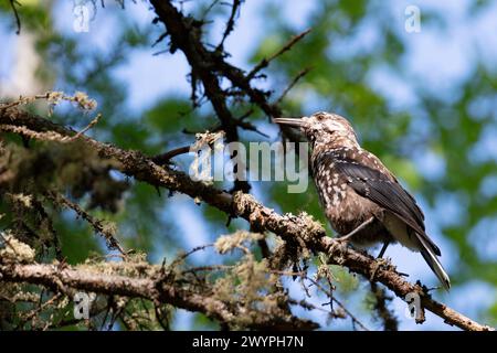 Gefleckter Nussknacker, der auf einem Baumzweig sitzt Stockfoto